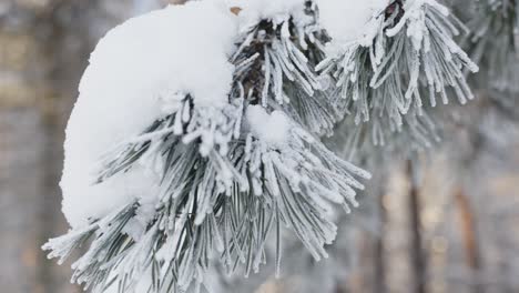 Frozen-conifer-branches-with-ice-crystals,-dolly-backward-view