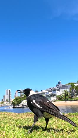 magpie exploring grassy area near city skyline
