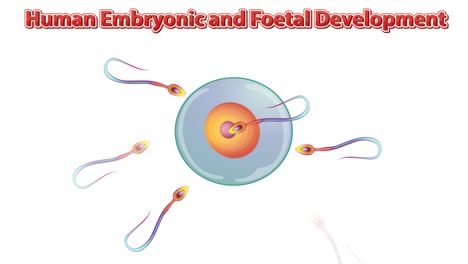 illustration of human growth from fertilization to fetus