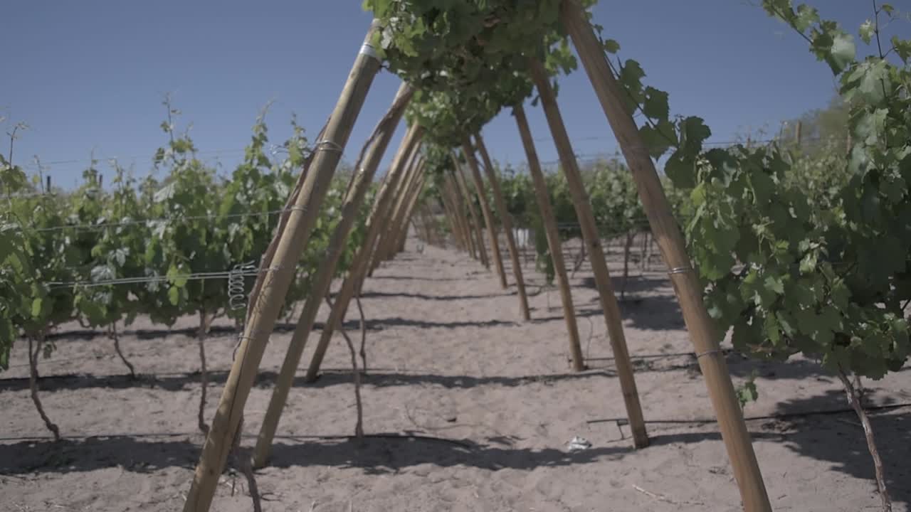 viñedo en el desierto de atacama