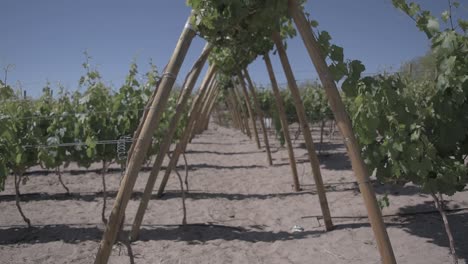 Vineyard-in-Atacama-Desert