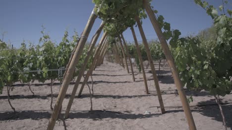 viñedo en el desierto de atacama