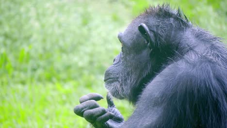 vista de cerca del chimpancé peludo de perfil, masticando hierba y mirando alrededor