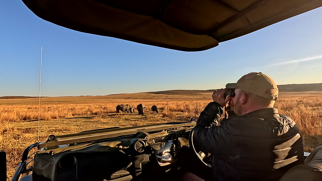 Safari guide monitors and scans open fields with binoculars around white rhino