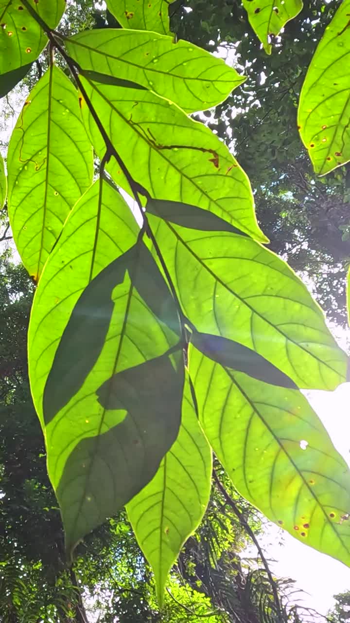 Close-up of vibrant green leaves with sunlight filtering through, creating a serene tropical atmosphere
