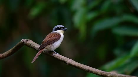 The-Tiger-Shrike-got-its-name-from-the-Tiger-like-pattern-on-its-feathers-as-it-is-also-a-predator-of-a-bird-that-feeds-on-insects,-very-small-mammals,-and-even-birds-of-its-size