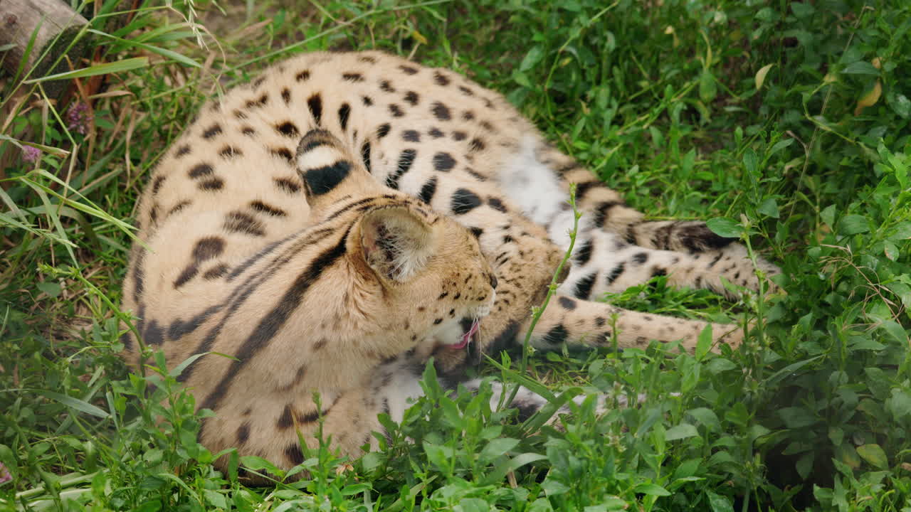 Caracal Grooming in Grass