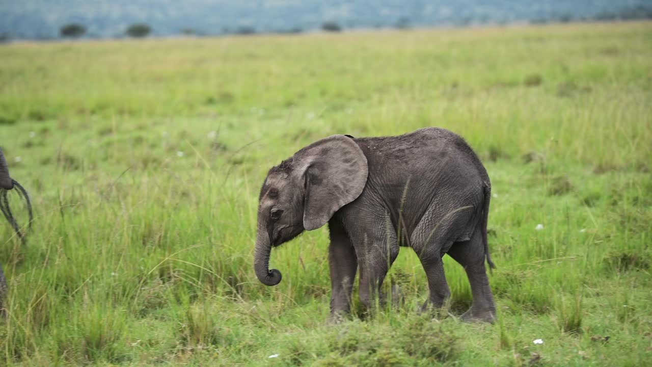 toma en cámara lenta de una toma de cerca de un elefante bebé alcanzando a su madre madre, linda vida silvestre africana en la reserva nacional de masai mara, kenia, áfrica animales de safari en la reserva de masai mara norte