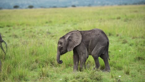 slow motion shot of close shot of baby elephant catching up to mum mother, cute african wildlife in maasai mara national reserve, kenya, africa safari animals in masai mara north conservancy