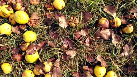 rotten apples on the ground in autumn