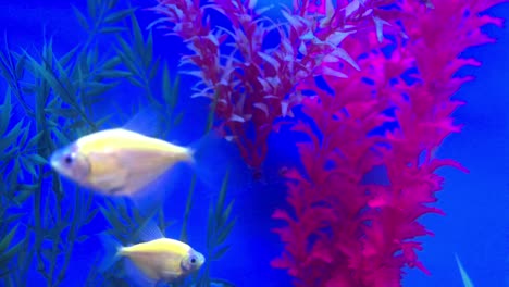 fondo animal del acuario de peces de neón