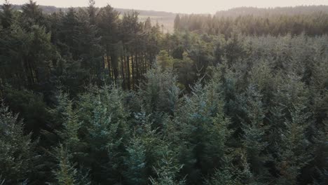 sliding aerial view of dense pine tree forest, tilt up