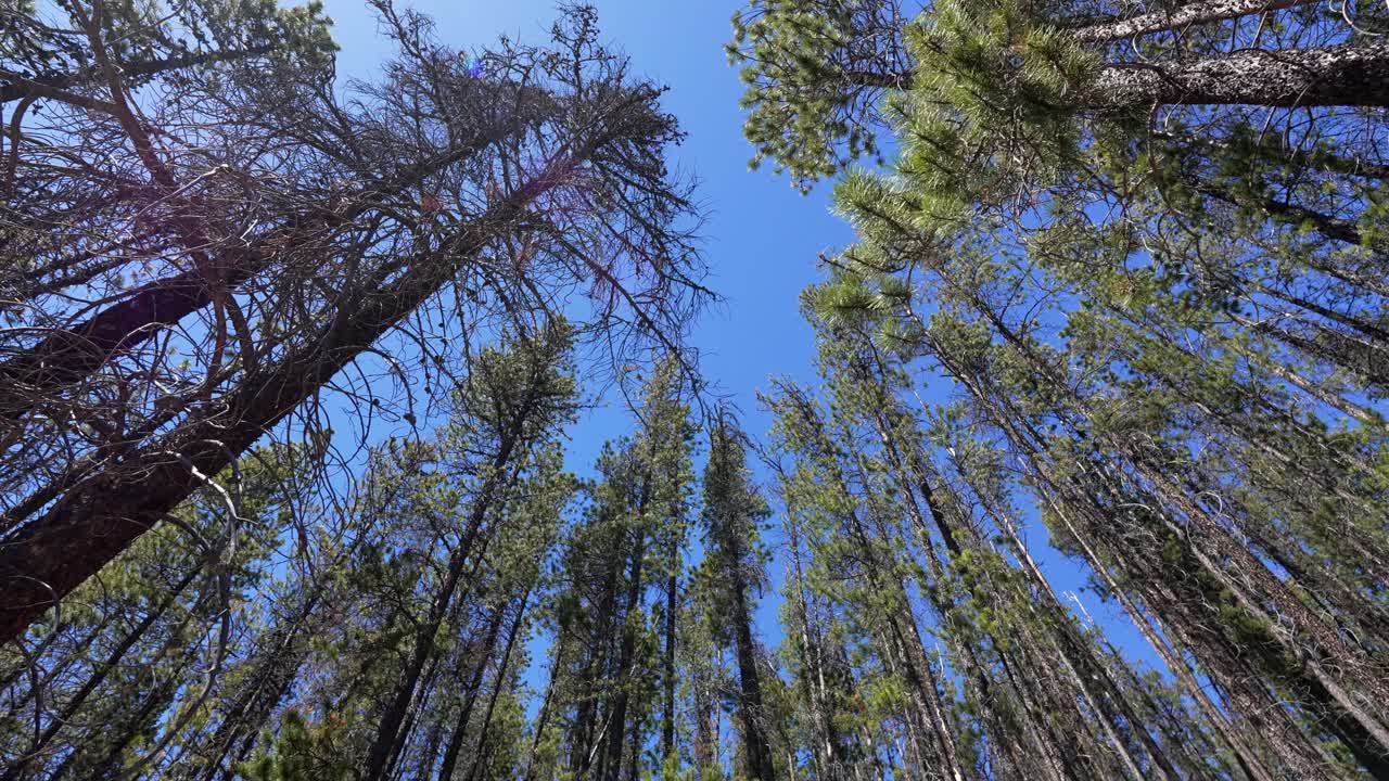Pine forest canopy showing tall trees reaching blue sky on a sunny day