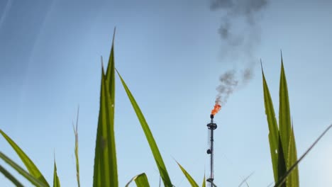 Ein-Industrieschornstein-Inmitten-Des-Schilfs,-Der-Gas-In-Die-Atmosphäre-Spuckt