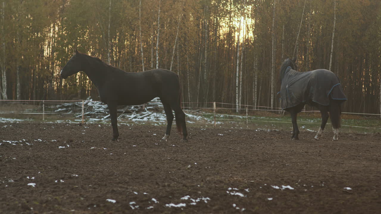 лошади на открытом воздухе при заходе солнца