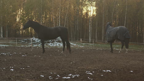 Horses-outdoors-at-sunset