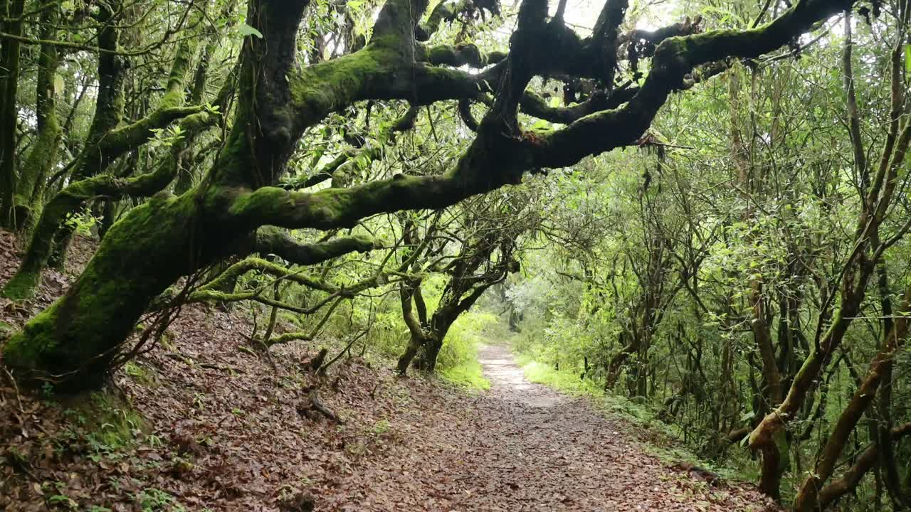 Trekking Path in the Himalayas in Nepal in a Mysterious Green Trees Forest in the Himalayas Foothills in Lush Green Scenery and Forest Landscape, Atmospheric Mood Shot of Greenery and Forest Landscape
