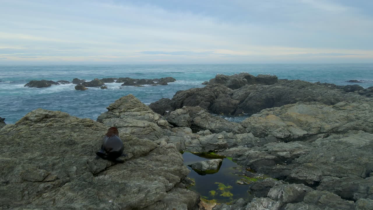 Otaria della Nuova Zelanda che si arrampica sulla riva rocciosa della costa di Kaikoura