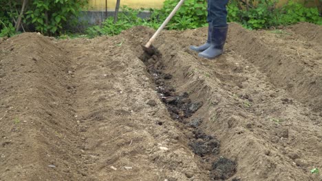 farmer spreading fertilizer on plot planted with paper mulberry tree