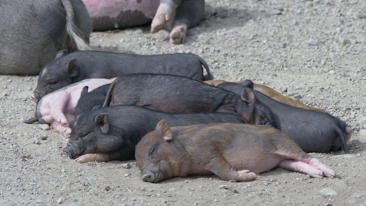 흙바닥에서 함께 자고 있는 갓 태어난 검은색과 분홍색 새끼 돼지 무리, 가까이