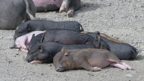 grupo de lechones negros y rosados recién nacidos durmiendo juntos al aire libre en el suelo, cerrar