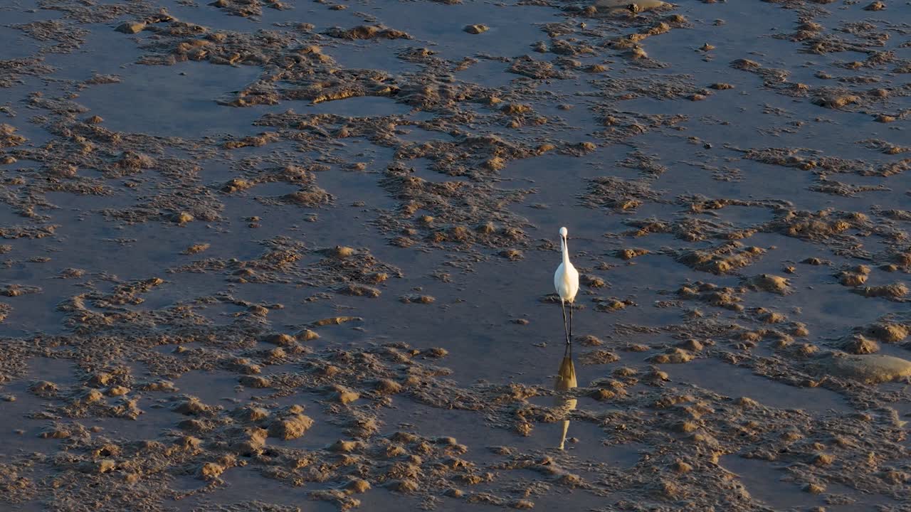 Aerial view of a Great Egret wading through mudflats during golden hour, capturing its hunting behavior in serene lighting