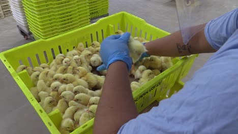 persona con guantes recogiendo pollitos amarillos recién nacidos de una jaula