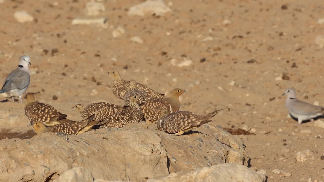 Wide shot of a flock of Namaqua sand grouse drinking at a waterhole in the arid landscape of Kgalagadi Transfrontier Park before flying away