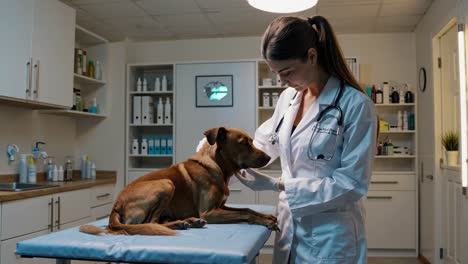 veterinarian examining a dog