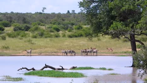un grupo de cebras y antílopes se reunieron cerca de un pozo de agua en el parque nacional kruger, rodeados de exuberante vegetación y vida silvestre.