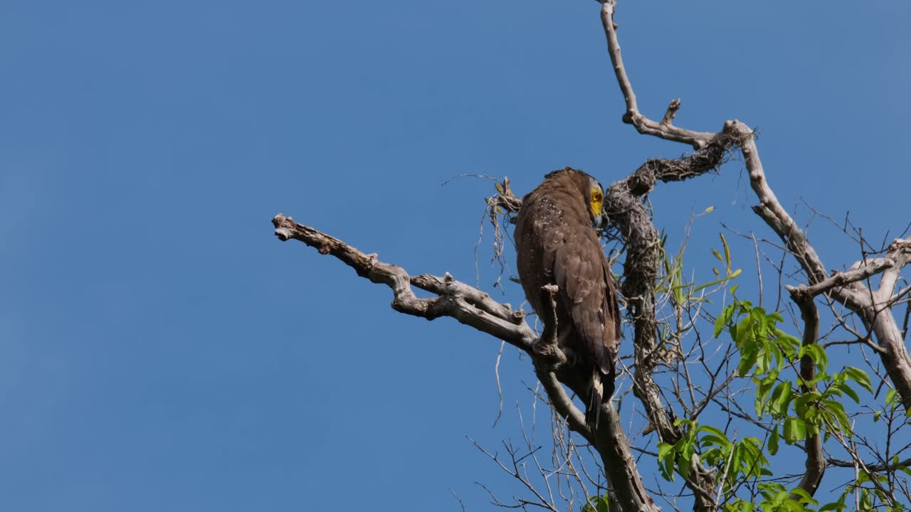 mirando detrás de su hombro profundamente abajo para algo, águila serpiente de cresta spilornis cheela, tailandia