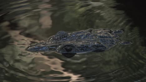 close-up shot of an alligator lurking in the water