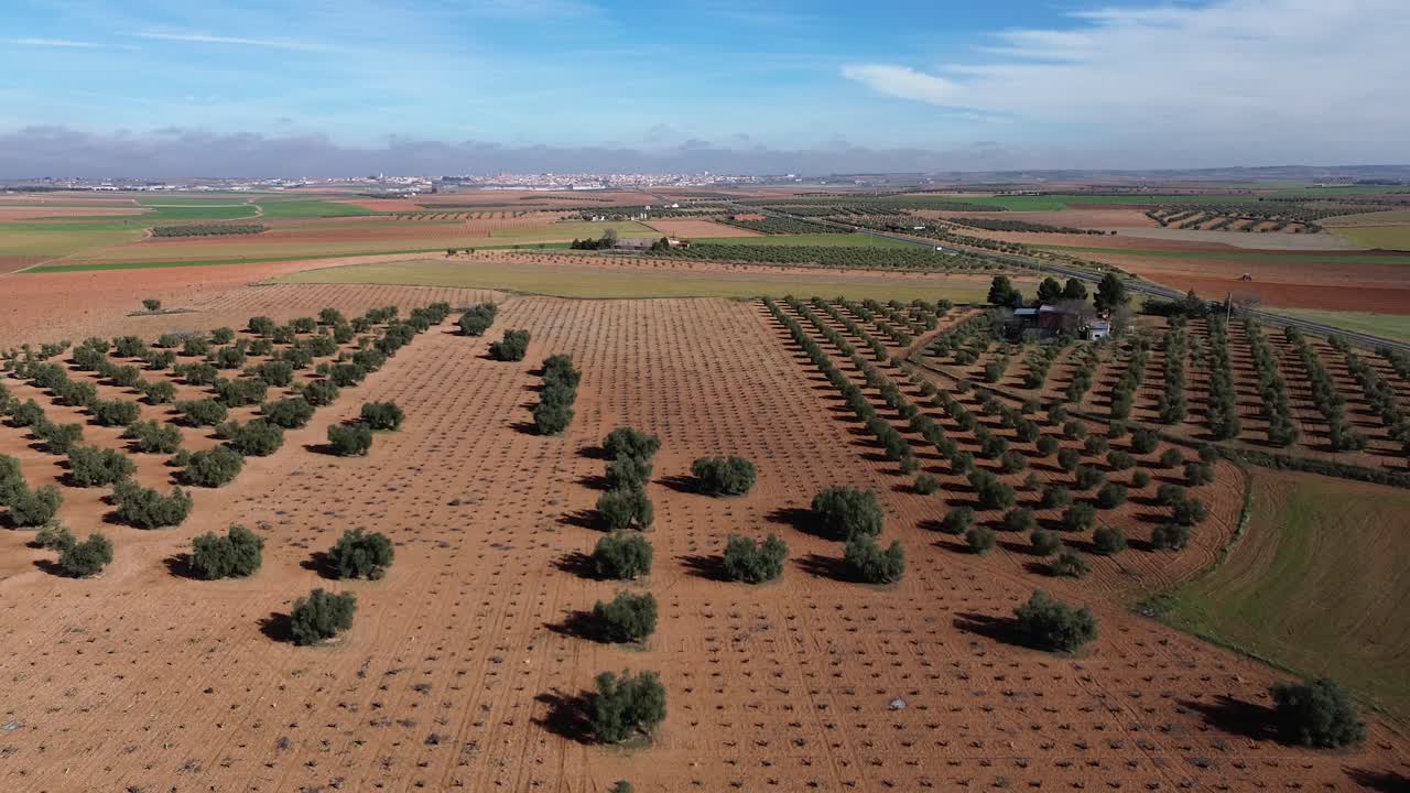 ⁇ 은 날에 올리브 나무와  ⁇ 은 포도 ⁇ 과 함께 작물 필드의 드론 전망
