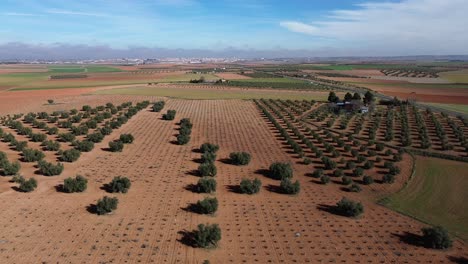 Drone-view-of-crop-field-with-olive-trees-and-withered-vineyard-on-a-sunny-day