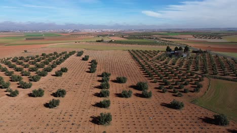 vista de avión no tripulado de campo de cultivos con olivos y viñedo marchito en un día soleado