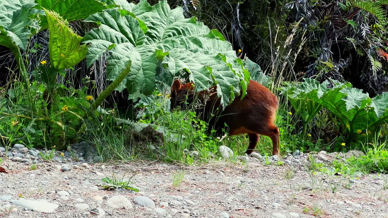 Cute Mammal Pudu Eating Grass In Tepuhueico Park Forest, Chile Chiloe