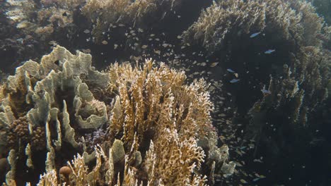 pequeños peces se asustan y buscan refugio en el coral duro en 4k