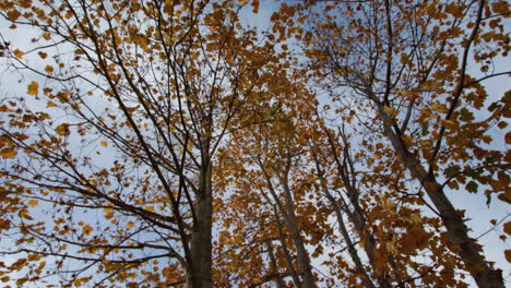 Schwenk-Zwischen-Gelbem-Und-Orangefarbenem-Herbst-–-Fallende-Bäume,-In-Zeitlupe