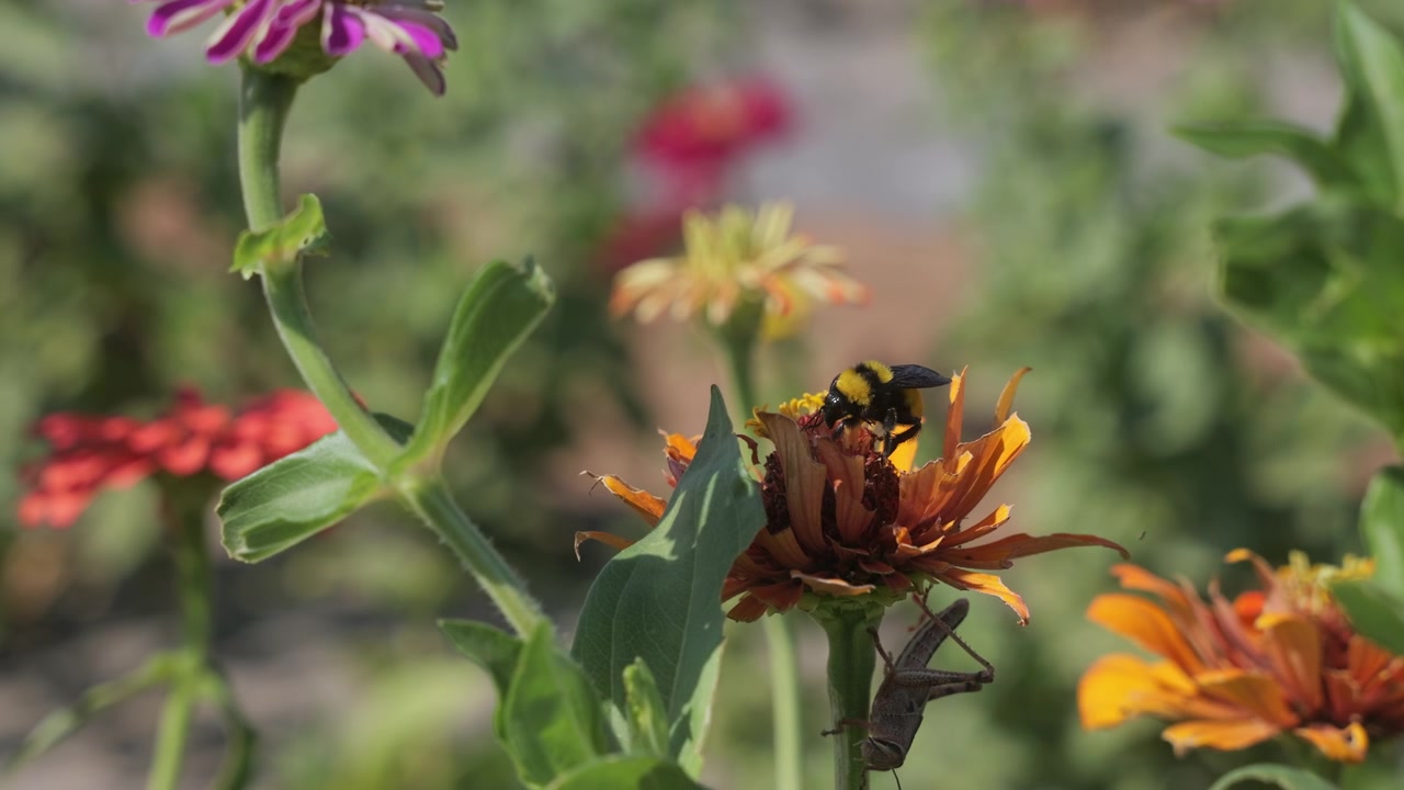 A bumble bee sitting on a zinnia collecting pollen, slow motion