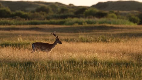 fallow deer buck on leisurely stroll through meadow at golden hour