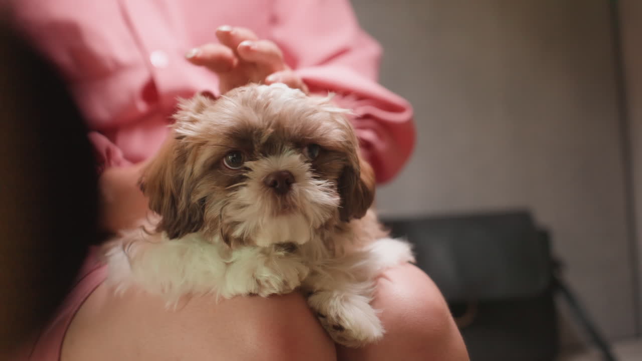 Caucasian Woman Caring For Puppy, Indoor Pet Grooming With Gentle Hands, Woman Massaging Puppy Sitting On Her Lap Inside, Intimate Indoor Scene Of Woman Smoothing Puppy Fur Attentively