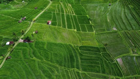 Aerial-view-of-the-Jatiluwih-terraces-ricefield-at-sunrise