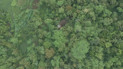 aerial view of treetop of dense trees of forest