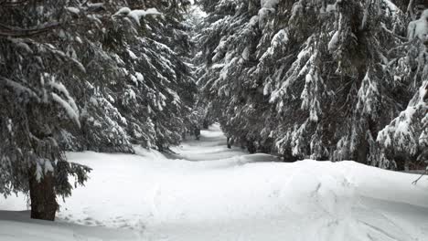Snowfall during winter day in forest landscape without people