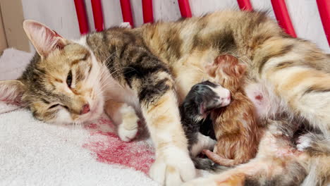 cat gives birth to baby kittens