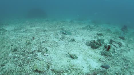 Bluespotted-Stingray-on-Sandy-Ocean-Bottom-Moves-Changes-Rest-Spot