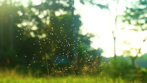 Swarming-whiteflies-during-sunset-over-vibrant-green-rice-paddy-plants-in-Bangladesh