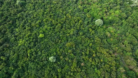 amplia vista aérea de pájaro del dosel del bosque