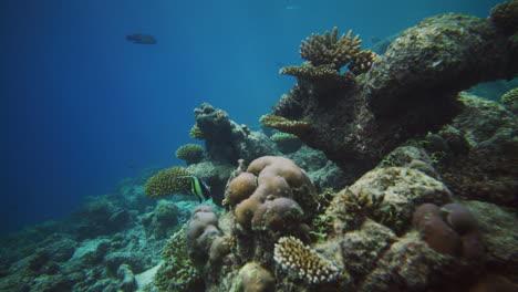 Moorish idol swims between mounding and branching corals in deep blue ocean water