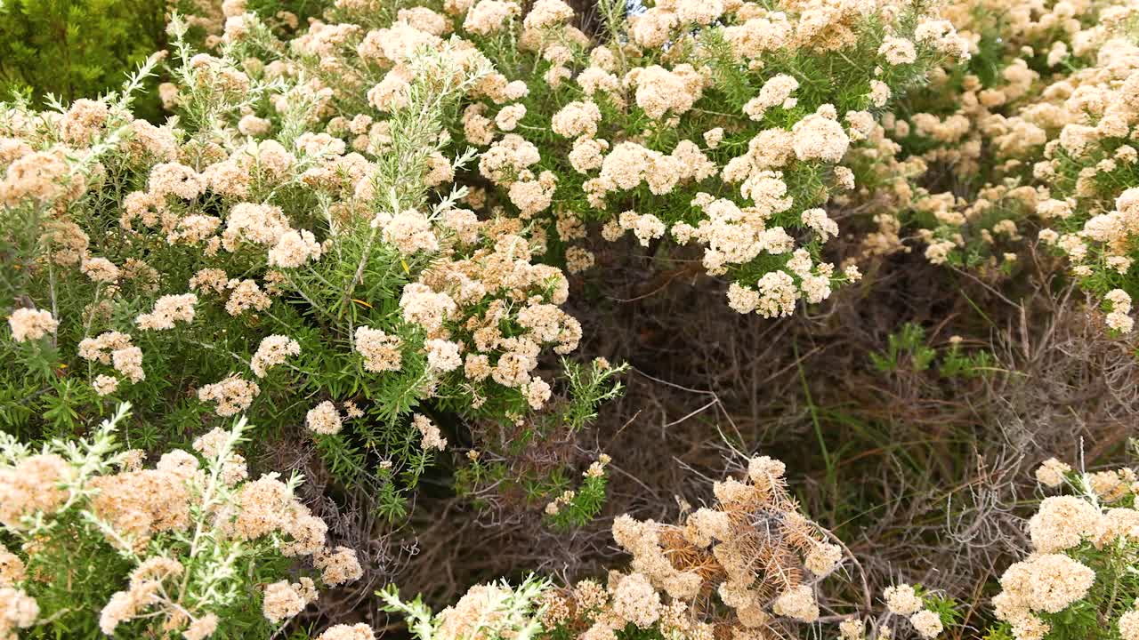 Cassinia flowers gently sway in the breeze under natural daylight, captured in Port Campbell, Australia. Vibrant greenery surrounds the delicate blooms